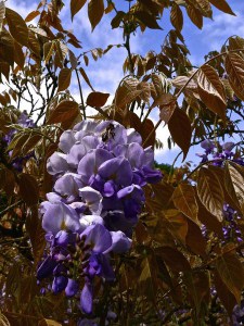  Glicynia chińska (Wisteria chinensis) Blue Sapphire zdjęcie 8
