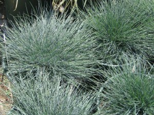 Kostrzewa Sina (Festuca glauca) Niebieska Trawa zdjęcie 6