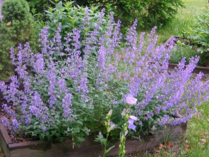 Kocimiętka (Nepeta racemosa) Junior Walker zdjęcie 4
