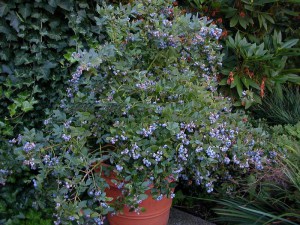 Borówka amerykańska Bluejay c1,5 zdjęcie 8