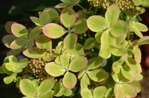 Hortensja bukietowa Pastelgreen Hydrangea c5 zdjęcie 8