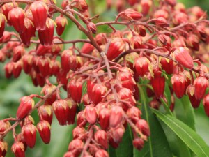 Pieris japoński (Pieris japonica) Valley Valentine czerwony zdjęcie 6