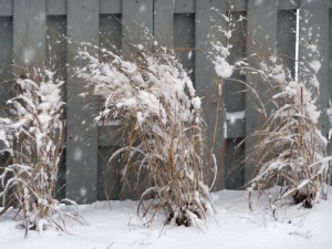 Proso rózgowate (Panicum virgatum) Northwind zdjęcie 8