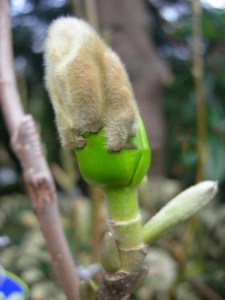 Magnolia Elizabeth szczepiona żółta c5 zdjęcie 4
