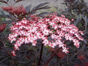 Bez czarny (Sambucus nigra) Black Lace c2 zdjęcie 8