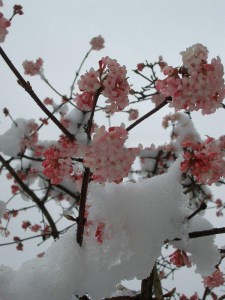 Kalina bodneńska (Viburnum bodnanense) Dawn zdjęcie 9