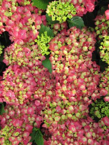 Hortensja ogrodowa (Hydrangea macrophylla) Leuchtfeuer c3 zdjęcie 8