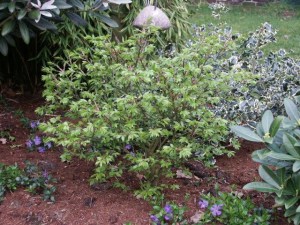 Trzmielina oskrzydlona (Euonymus alatus) Compactus c3 zdjęcie 8