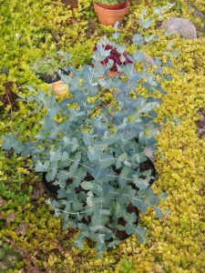 Eukaliptus niebieski (Eukaliptus gunnii) c1 zdjęcie 6