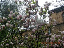 Magnolia pośrednia (Magnolia soulangeana) Amabilis zdj 7