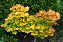 Klon Shirasawy (Acer shirasawum) Aureum c7,5 zdjęcie 8