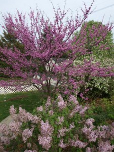 Judaszowiec kanadyjski (Cercis canad.) c1 zdjęcie 9