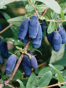 Jagoda kamczacka (Lonicera caerulea var. kamtschatica) Nimfa c3 zdjęcie 3