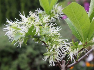 Śniegowiec wirginijski (Chionanthus virg.) śnieżne drzewo c3 zdjęcie 7