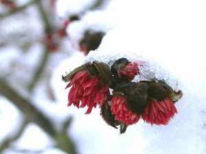 Parocja perska (Parrotia persica) sadzonka zdjęcie 9