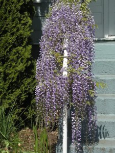 Glicynia chińska (Wisteria chinensis) Prolific zdjęcie 7