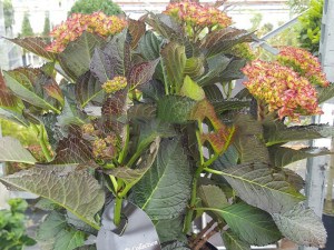 Hortensja ogrodowa (Hydrangea) Red Angel zdjęcie 8