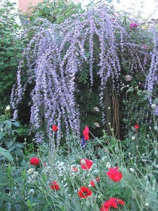 Budleja skrętolistna (Budleja alternifolia) zdjęcie 7