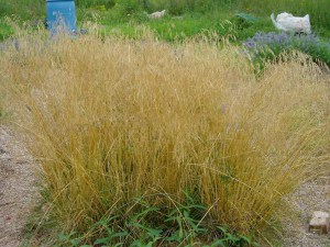 Śmiałek darniowy (Deschampsia cespitosa) c2 zdjęcie 1