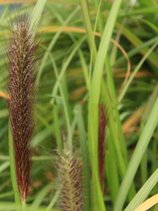 Trawa rozplenica japońska piórkówka (Pennisetum) Moudry zdjęcie 9