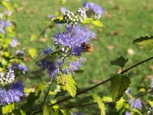 Barbula (Caryopteris) Worcester Gold 7