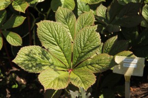 Rodgersia pierzasta (Rodgersia pinnata) Hercules zdjęcie 3