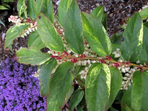 Kiścień Waltera, kiścień wawrzynowy (Leucothoe walteri) Rainbow zdjęcie 3