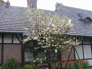 Magnolia pośrednia (Magnolia soulangeana) Amabilis zdj 8