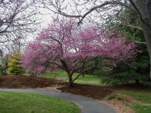Judaszowiec kanadyjski (Cercis canad.) c1 zdjęcie 7