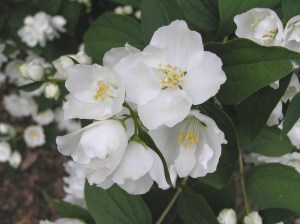 Jaśminowiec (Philadelphus) Bouquet Blanc c2 zdjęcie 6