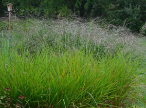 Miskant chiński (Miscanthus sinensis) Purpurascens zdjęcie 2