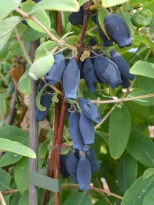 Jagoda kamczacka (Lonicera caerulea var. kamtschatica) Nimfa c3 zdjęcie 4