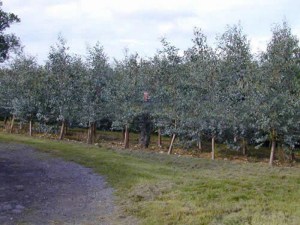 Eukaliptus niebieski (Eukaliptus gunnii) sadzonka zdjęcie 7