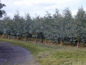 Eukaliptus niebieski (Eukaliptus gunnii) c1 zdjęcie 4