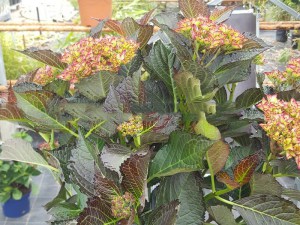 Hortensja ogrodowa (Hydrangea) Red Angel zdjęcie 9