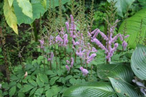 Tawułka chińska (Astilbe chinensis) Pumila zdjęcie 4
