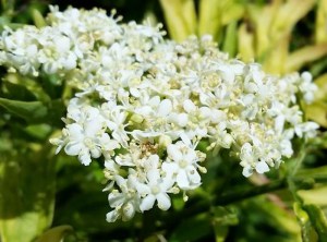Bez czarny (Sambucus nigra) Golden Tower c3 zdjęcie 9
