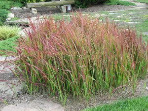 Trawa czerwona (Imperata) Red Baron zdjęcie 5