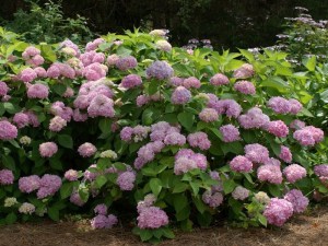 Hortensja ogrodowa (Hydrangea macrophylla) Endless Summer zdjęcie 9