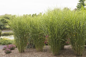Miskant chiński (Miscanthus sinensis) Strictus zdjęcie 3