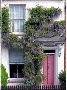 Glicynia chińska (Wisteria chinensis) Prolific zdjęcie 8