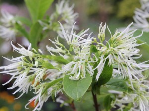 Śniegowiec wirginijski (Chionanthus virg.) śnieżne drzewo c3 zdjęcie 8