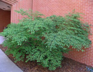 Trzmielina oskrzydlona (Euonymus alatus) Compactus c3 zdjęcie 9