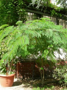 Albicja (Albizia julibrissin) jedwabne drzewo zdjęcie 9