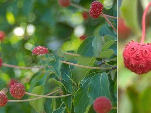 Dereń kousa (Cornus kousa) c3 zdjęcie 8