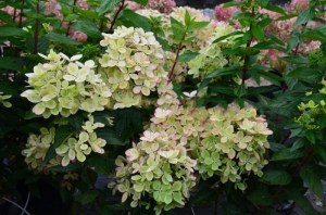 Hortensja bukietowa Pastelgreen Hydrangea c5 zdjęcie 9