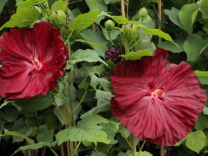 Hibiskus bylinowy (Hibiscus moscheutos) Robert Fleming zdjęcie 2