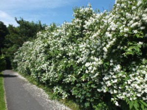 Jaśminowiec (Philadelphus) Bouquet Blanc c2 zdjęcie 2