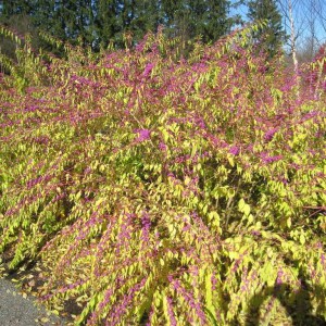 Pięknotka rozwidlona (Callicarpa dichotoma) Issai c3 zdjęcie 9