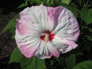 Hibiskus bylinowy (Hibiscus) Southern Belle zdjęcie 8